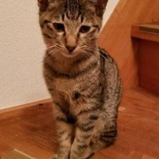 里親さん、募集します🐈