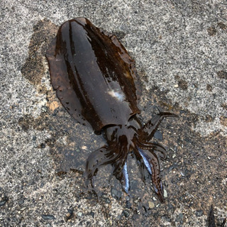 磯釣りやヤエン釣り仲間募集