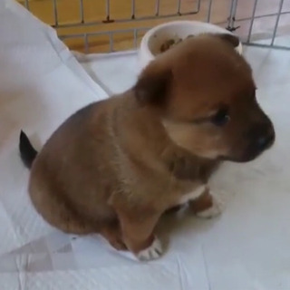 新規受停止！問合多数:岡山保健所レスキュー 子犬のいっちゃん