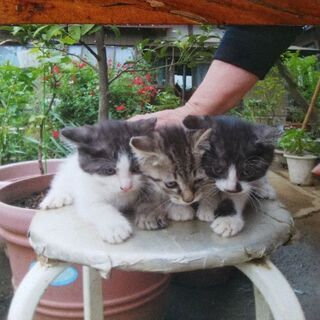 3月20日生まれ、猫3匹