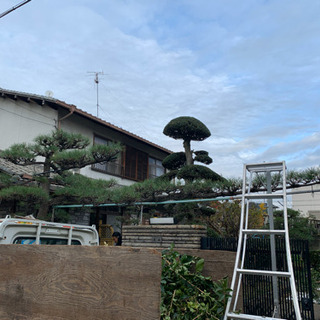 未経験大募集、植物好きな方、植木職人を目指したい方の画像