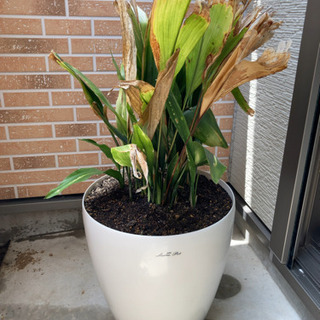 葉蘭（ハラン）観葉植物