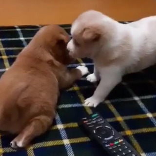 新規受停止！岡山保健所レスキュー子犬のふーくんの里親募集 − 岡山県