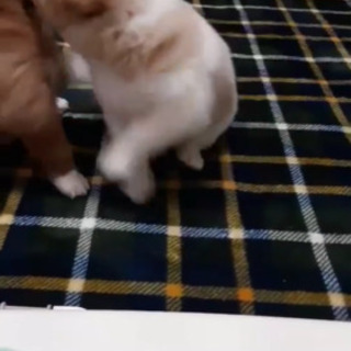 新規受停止！岡山保健所レスキュー子犬のふーくんの里親募集 - 里親募集