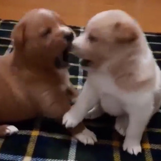 新規受停止！岡山保健所レスキュー子犬のふーくんの里親募集 - 犬