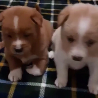 新規受停止！岡山保健所レスキュー子犬のふーくんの里親募集 - 岡山市