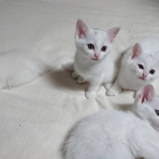 父ターキッシュアンゴラ✖️母サバトラの子猫です♪引き渡しは6月に...