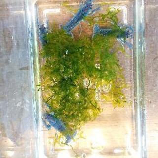 (交渉中)フロリダブルー フロリダハマー ベビー 青ザリガニの画像
