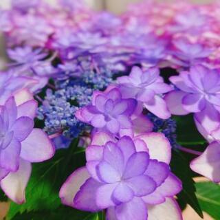 お花、園芸、ガーデニング、が好きな人！