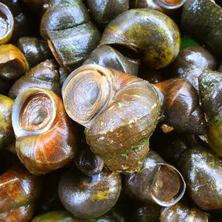 ※🐚タニシ【生体】※20匹〜28円の画像