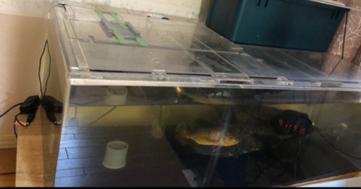 熱帯魚生体用品（説明に目をお通し下さい）