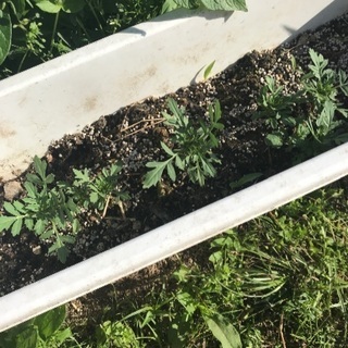 花の種・苗を譲って下さい。