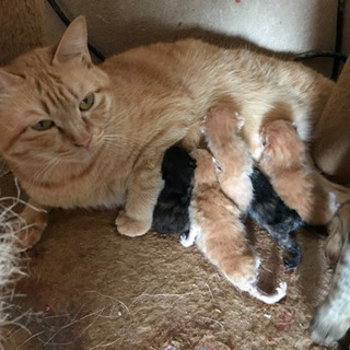 キャンセルが出た為再募集します。