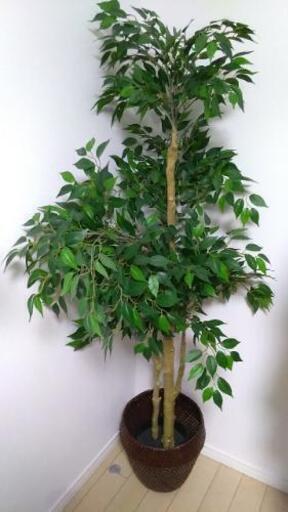 【北区赤羽】人工観葉植物 約160cm