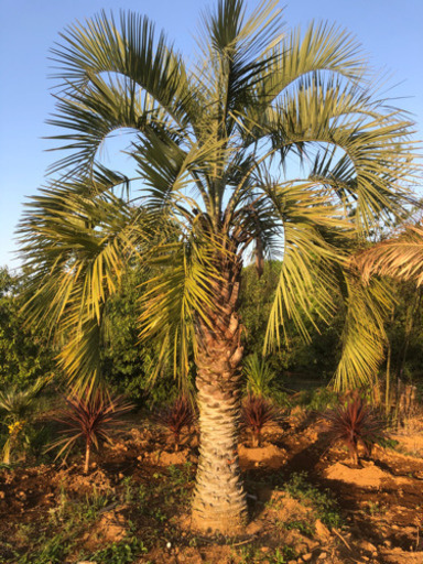ココスヤシ  大型 シンボルツリー ヤシの木