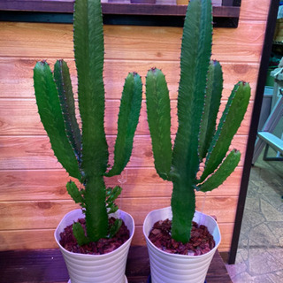 直接取引限定　多肉植物　大雲閣　ダイウンカク　約82cm