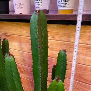直接取引限定　多肉植物　大雲閣　ダイウンカク　約82cmの画像
