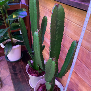 直接取引限定　多肉植物　大雲閣　ダイウンカク　約82cmの画像