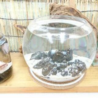 Lサイズ ホロホロシュリンプ5匹 ガラス水槽(球体)セッティング済品