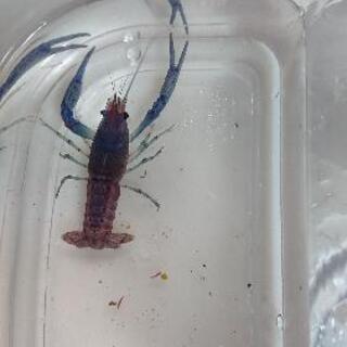 🦐レアザリガニ🌠２０匹‼️✨