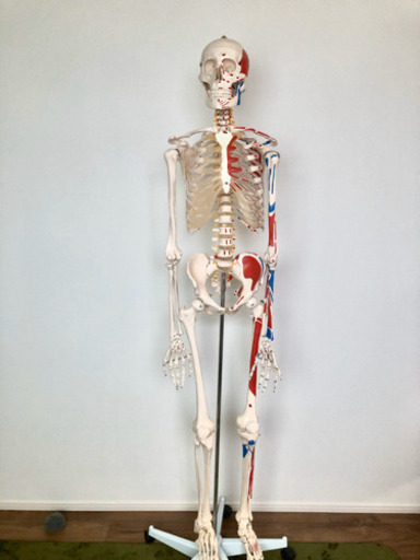 全身骨格(神経筋肉系)模型  引き取りのみ