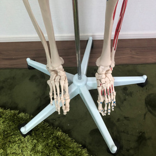全身骨格(神経筋肉系)模型  引き取りのみの画像