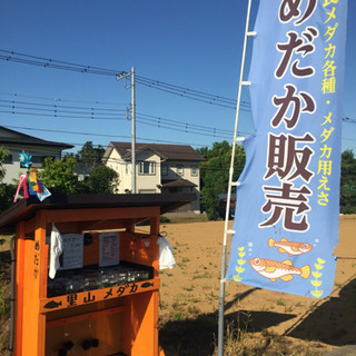 里山めだか メダカ販売所 深海 ブラックリムミックス ブラックラ...