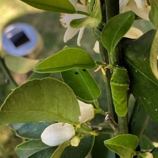 アゲハ蝶の幼虫もらってください。の画像