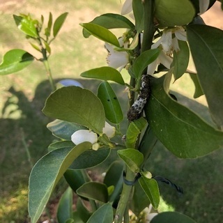 アゲハ蝶の幼虫もらってください。