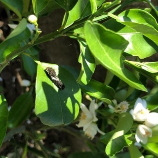 アゲハ蝶の幼虫もらってください。の画像