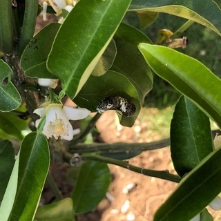 アゲハ蝶の幼虫もらってください。の画像