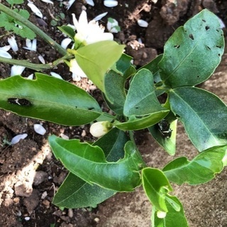 アゲハ蝶の幼虫もらってください。の画像