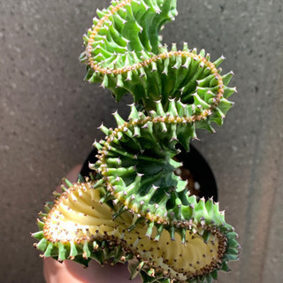 多肉　ユーフォルビア　マハラジャ　植物