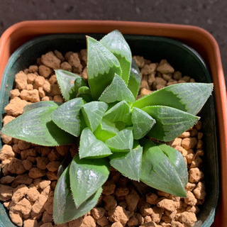 多肉　ハオルチア  寿　植物