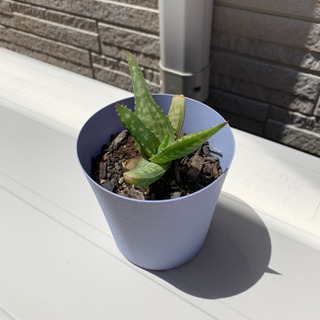 アロエ②・他２点