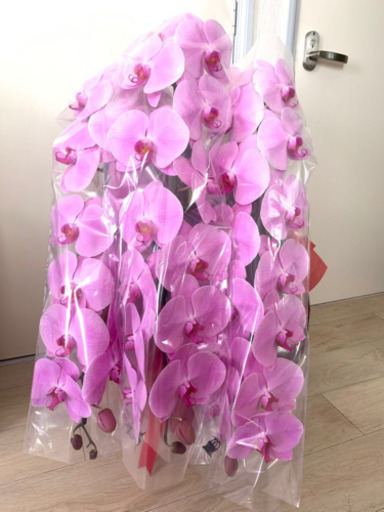 胡蝶蘭　ピンク　三本