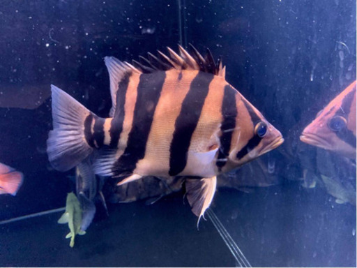 ダトニオ45センチ