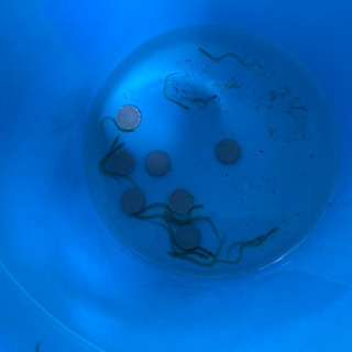 天然ニホンウナギ