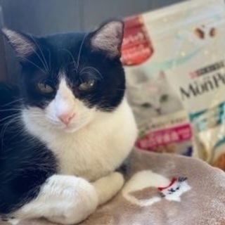 【新橋】和風猫カフェで働きませんかの画像