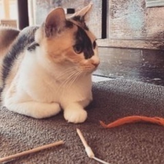 【新橋】和風猫カフェで働きませんかの画像