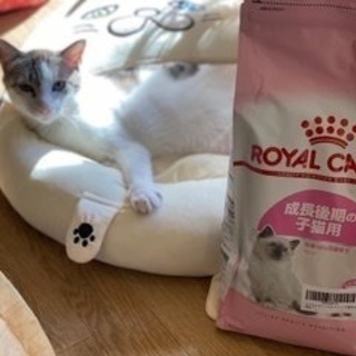 【新橋】和風猫カフェで働きませんかの画像