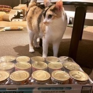 【新橋】和風猫カフェで働きませんか