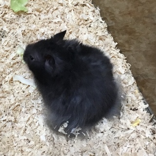 【けんぼの森】長毛クロクマ 1匹➡︎1000円（税込）残り2匹❗️