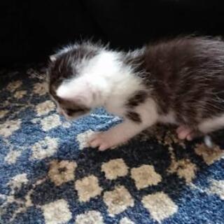 子猫の里親募集