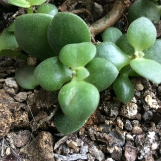 多肉植物 金のなる木 朧月？