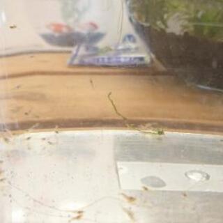 ミナミヌマエビの稚エビ まとめて 無料