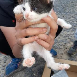 ５月１４日確認　子猫ちゃん　３匹