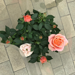 薔薇　インパラ　コルダ一ナ　四季咲　５寸激安