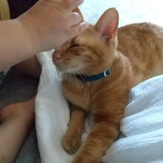 決まりました。生後10ヶ月。茶トラくん。 - 米子市