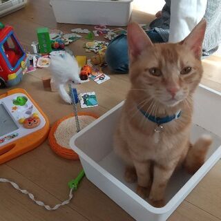 決まりました。生後10ヶ月。茶トラくん。 - 猫